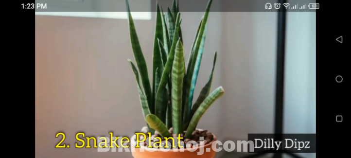 snake plant